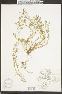 Polypremum procumbens image