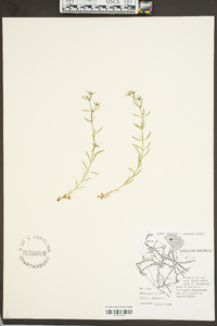 Polypremum procumbens image