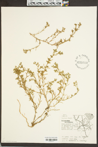 Polypremum procumbens image