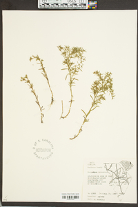 Polypremum procumbens image