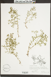 Polypremum procumbens image