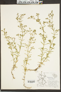 Polypremum procumbens image