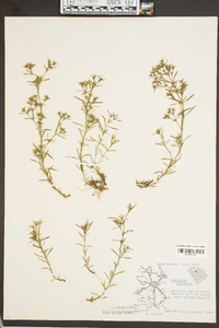 Polypremum procumbens image