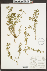 Polypremum procumbens image