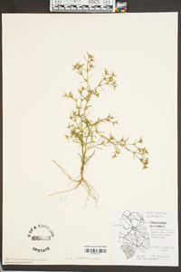 Polypremum procumbens image