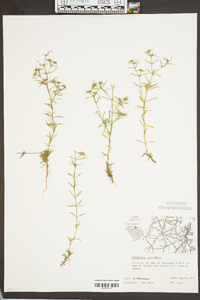 Polypremum procumbens image