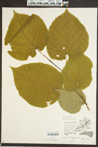 Tilia heterophylla image