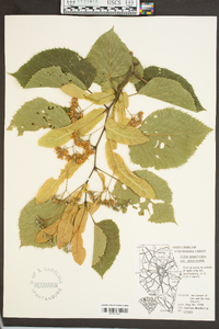 Tilia americana var. americana image