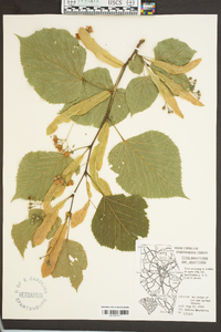 Tilia americana var. americana image