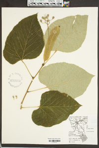 Tilia heterophylla image