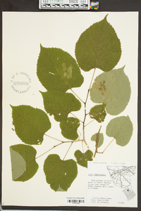 Tilia heterophylla image