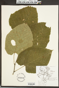 Tilia heterophylla image