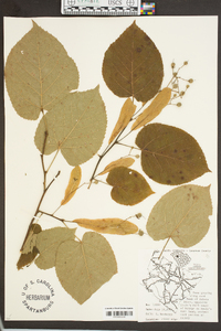 Tilia heterophylla image