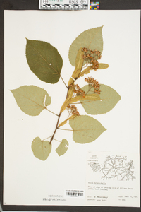 Tilia heterophylla image