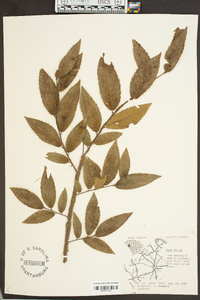 Ulmus alata image