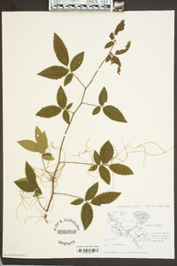 Ulmus alata image