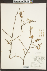 Ulmus alata image