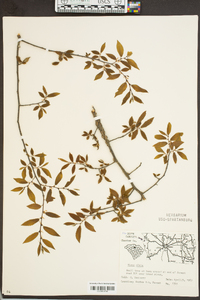 Ulmus alata image