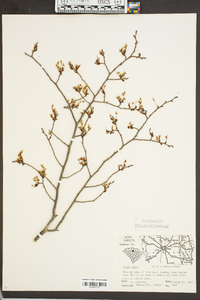 Ulmus alata image