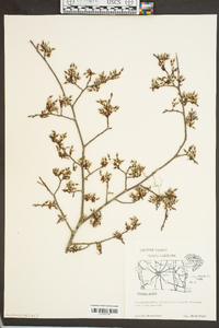 Ulmus alata image