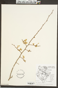 Ulmus alata image