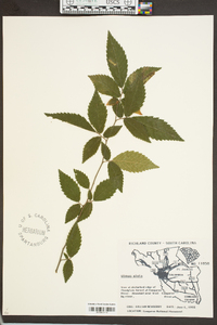 Ulmus alata image