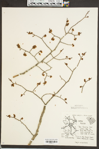 Ulmus alata image