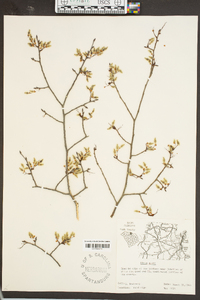 Ulmus alata image