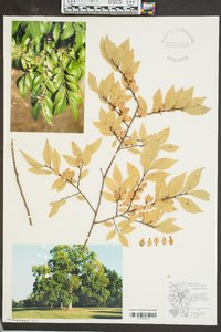 Ulmus parvifolia image