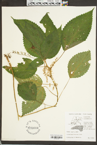 Laportea canadensis image