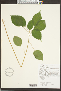 Laportea canadensis image