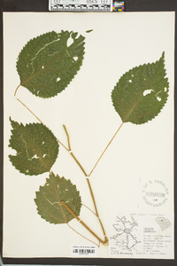 Laportea canadensis image