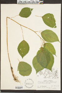 Laportea canadensis image