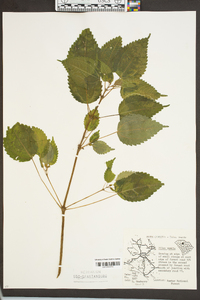 Pilea pumila image