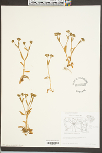 Valerianella locusta image