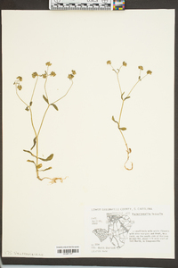 Valerianella locusta image