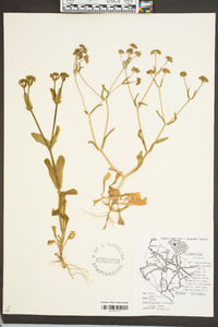 Valerianella locusta image