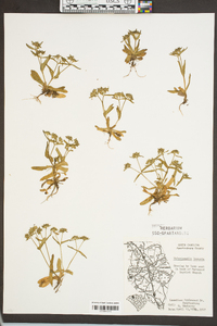 Valerianella locusta image