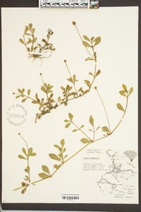 Phyla nodiflora image