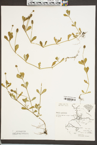 Phyla nodiflora image