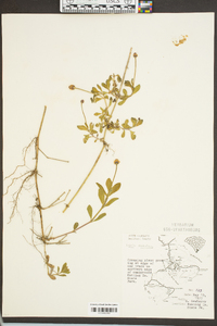 Phyla nodiflora image