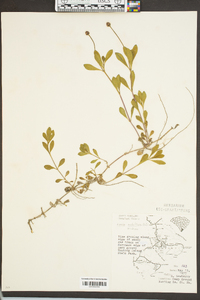 Phyla nodiflora image