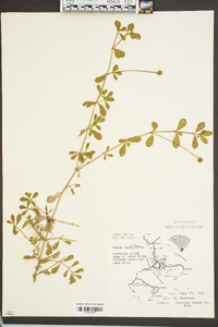 Phyla nodiflora image