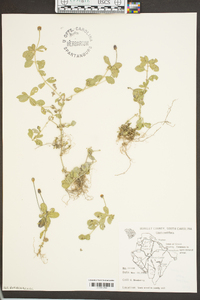 Phyla nodiflora image