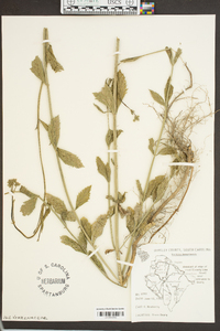 Verbena brasiliensis image