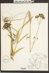 Verbena brasiliensis image