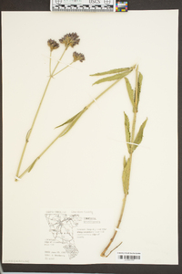 Verbena brasiliensis image