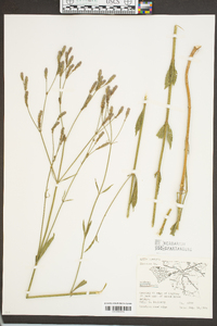 Verbena brasiliensis image