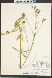 Verbena brasiliensis image