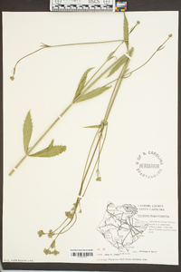 Verbena brasiliensis image